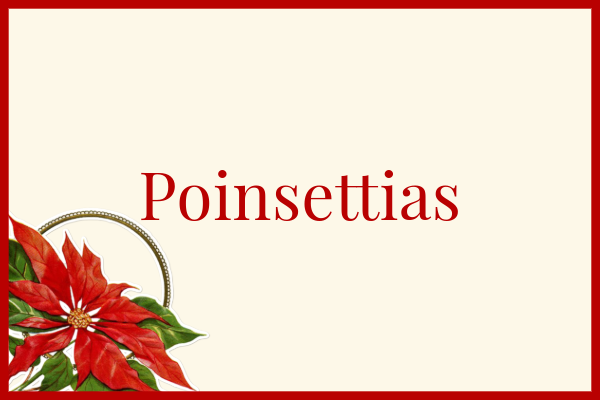 Order Your Poinsettias